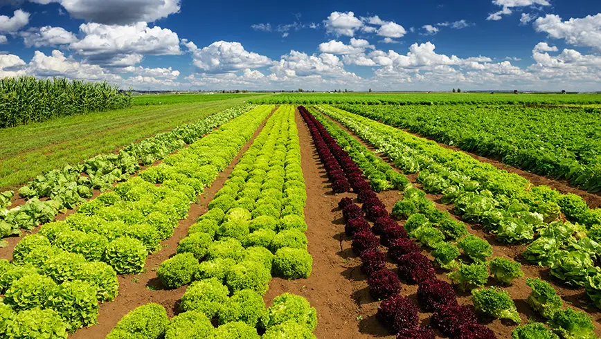 Knapperige slasoorten