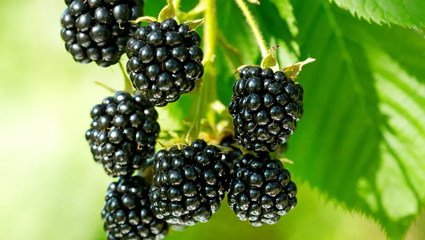 Frisse & zoete bramen