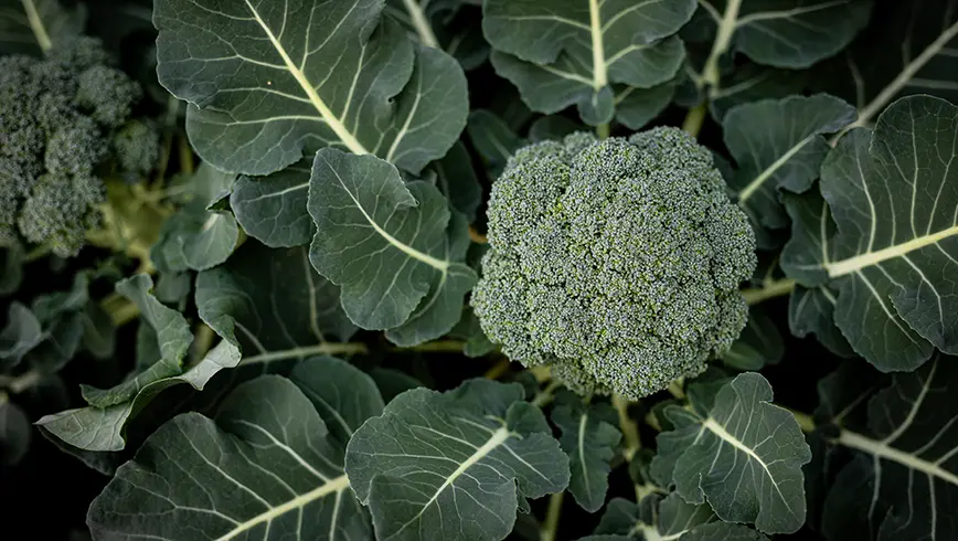Veelzijdige broccoli