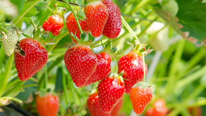 Kleurrijke aardbeien