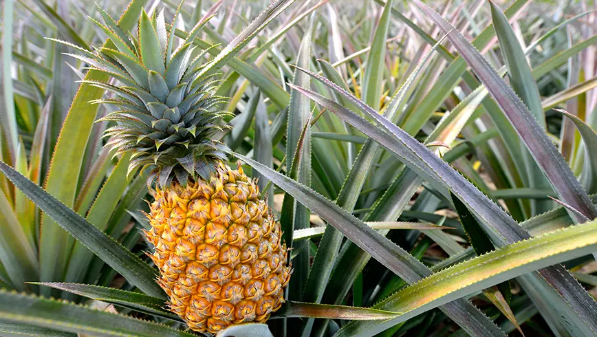 Zoete ananas