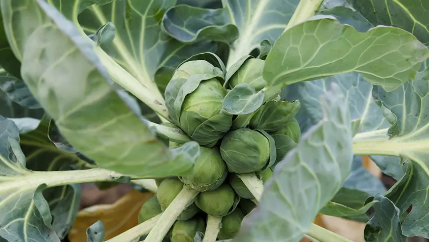 Bitterzoete spruiten